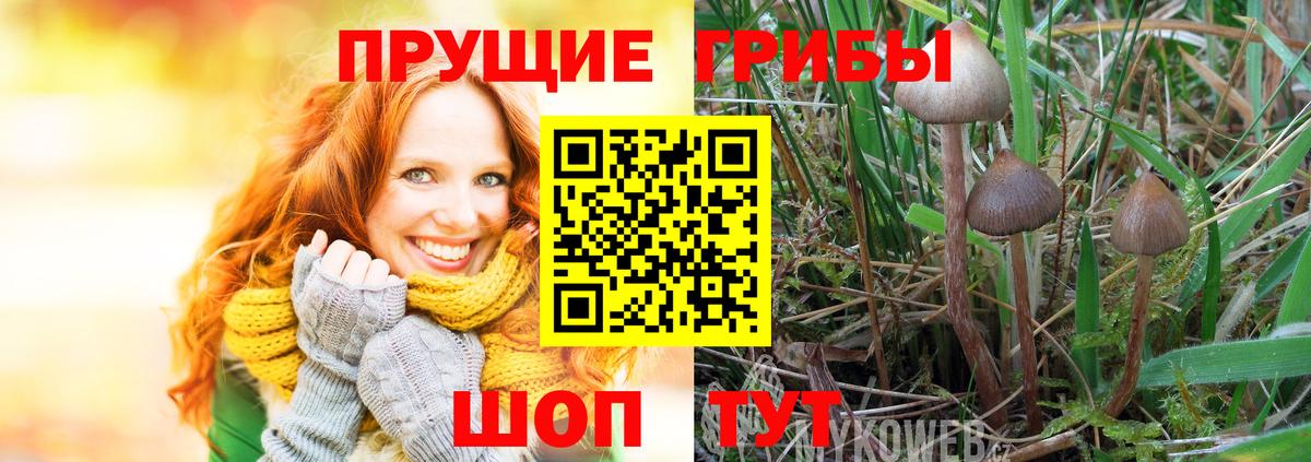 Псилоцибиновые грибы Psilocybe  Вход с VPN  Калуга 